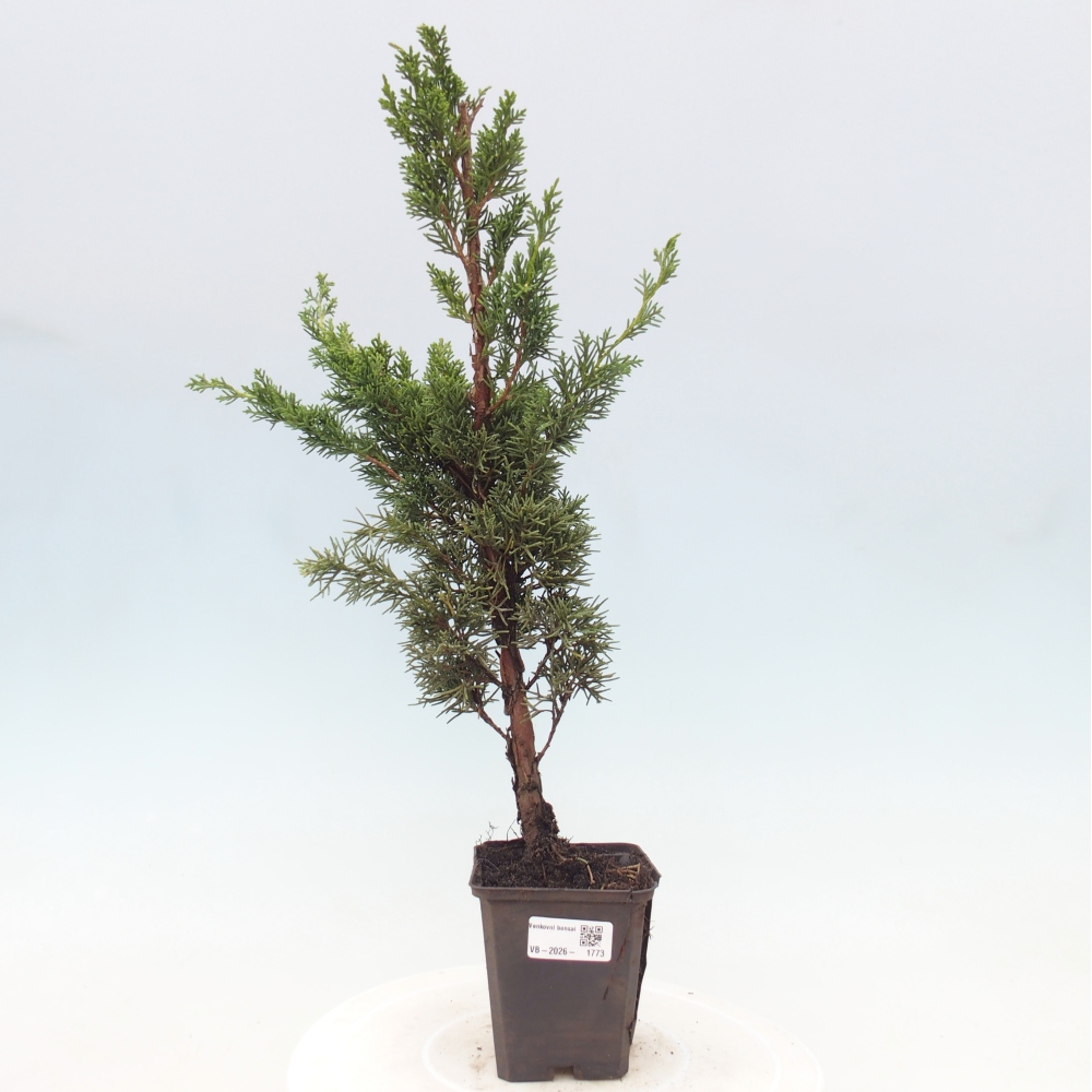 Outdoor bonsai - Juniperus chinensis Kishu