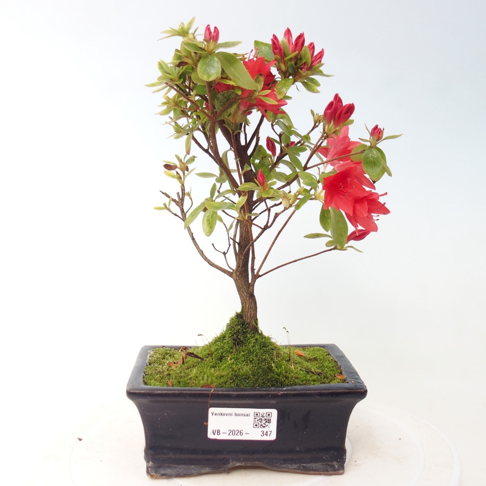 Outdoor bonsai - Japanese azalea - Azalea sp.