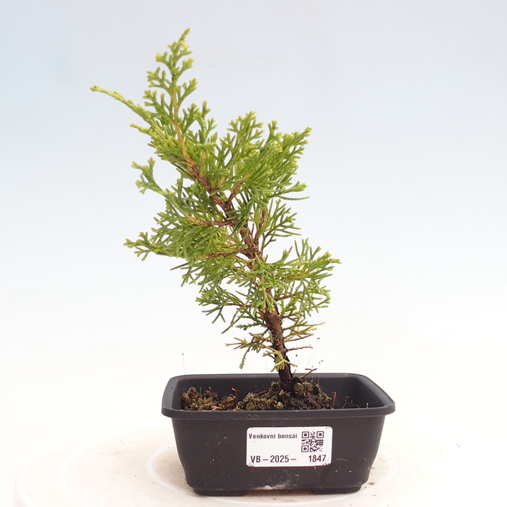 Outdoor bonsai - Juniperus chinensis Itoigawa - Chinese juniper