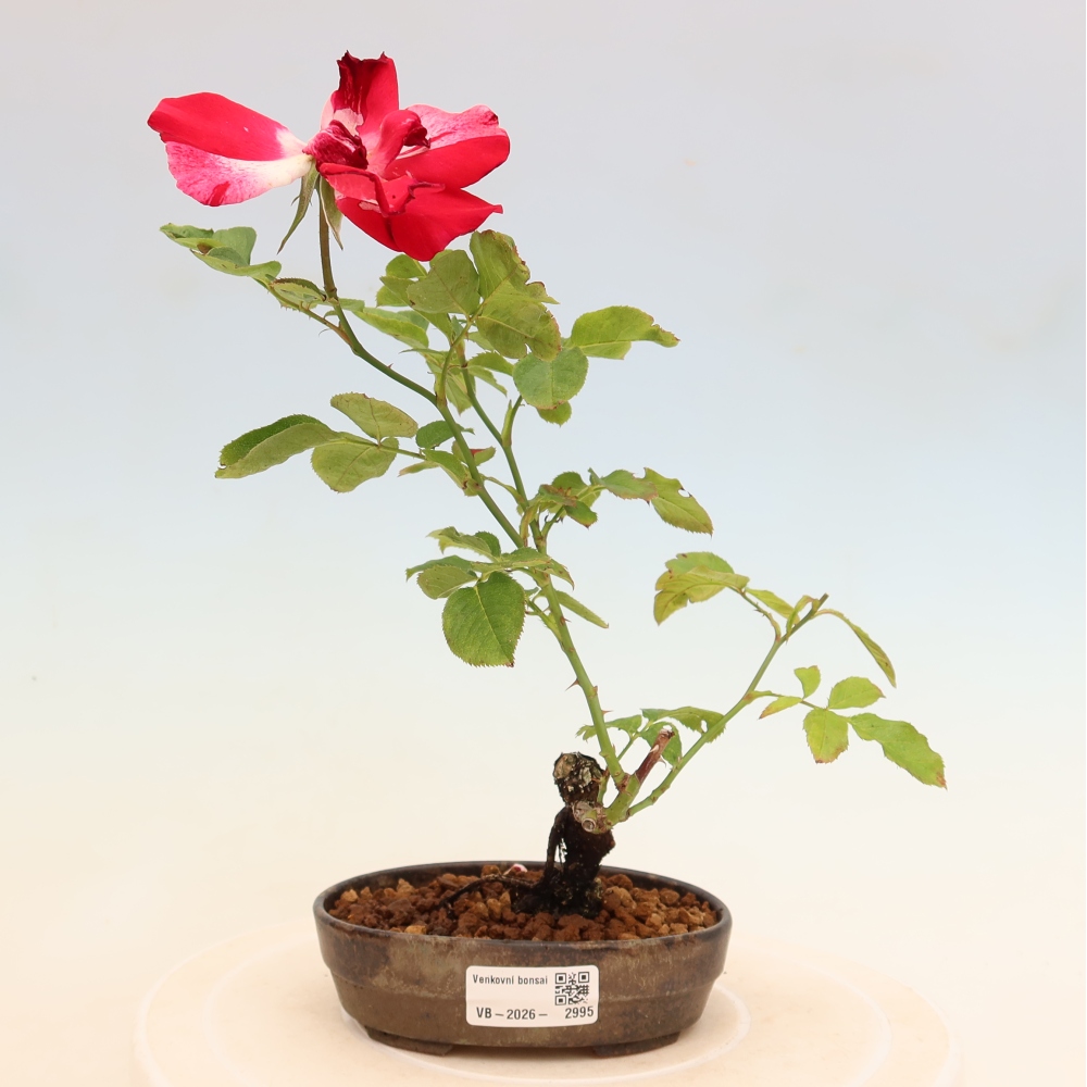 Outdoor Bonsai - Rosa Kordes - Rose