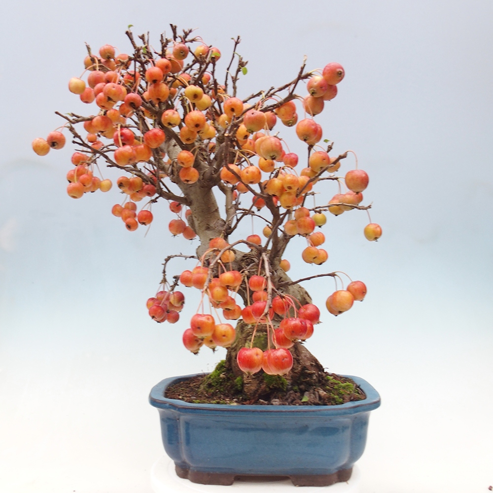 Outdoor bonsai - Malus halliana - Small-fruited apple tree