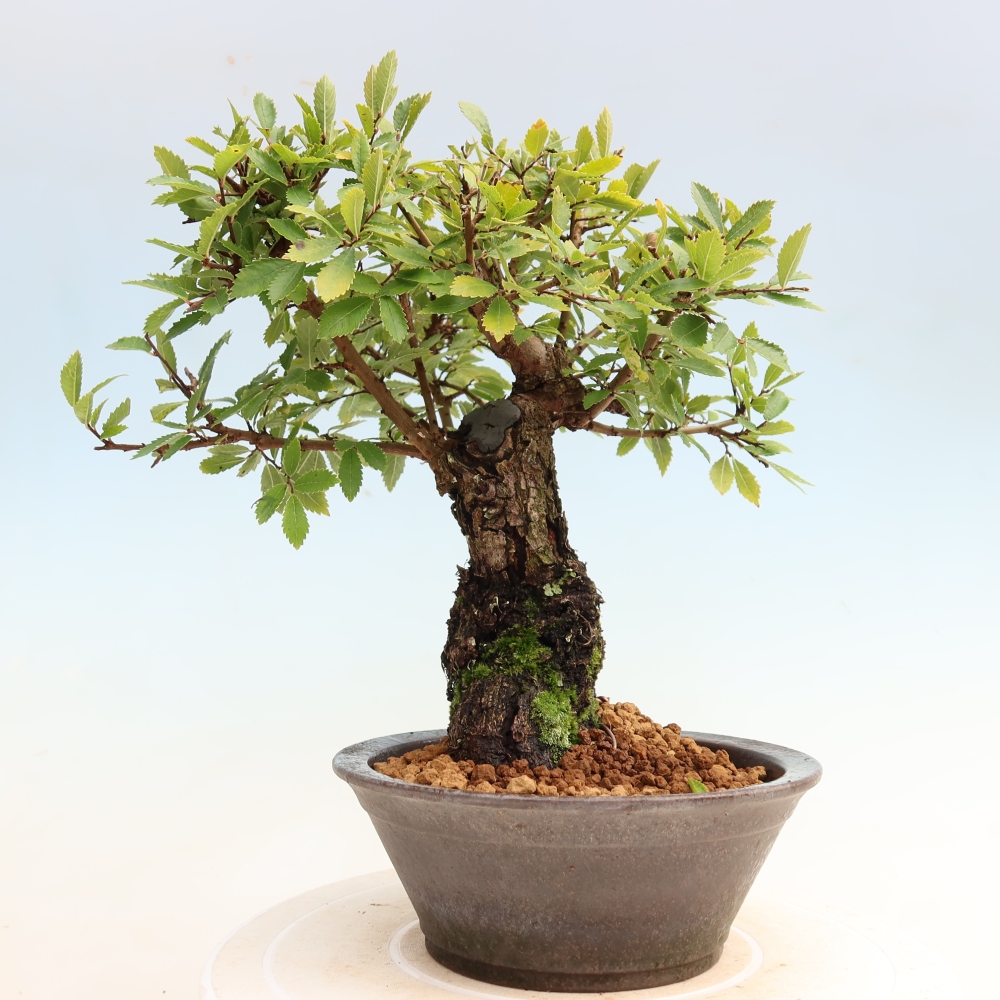Outdoor bonsai - Zelkova - Zelkova NIRE
