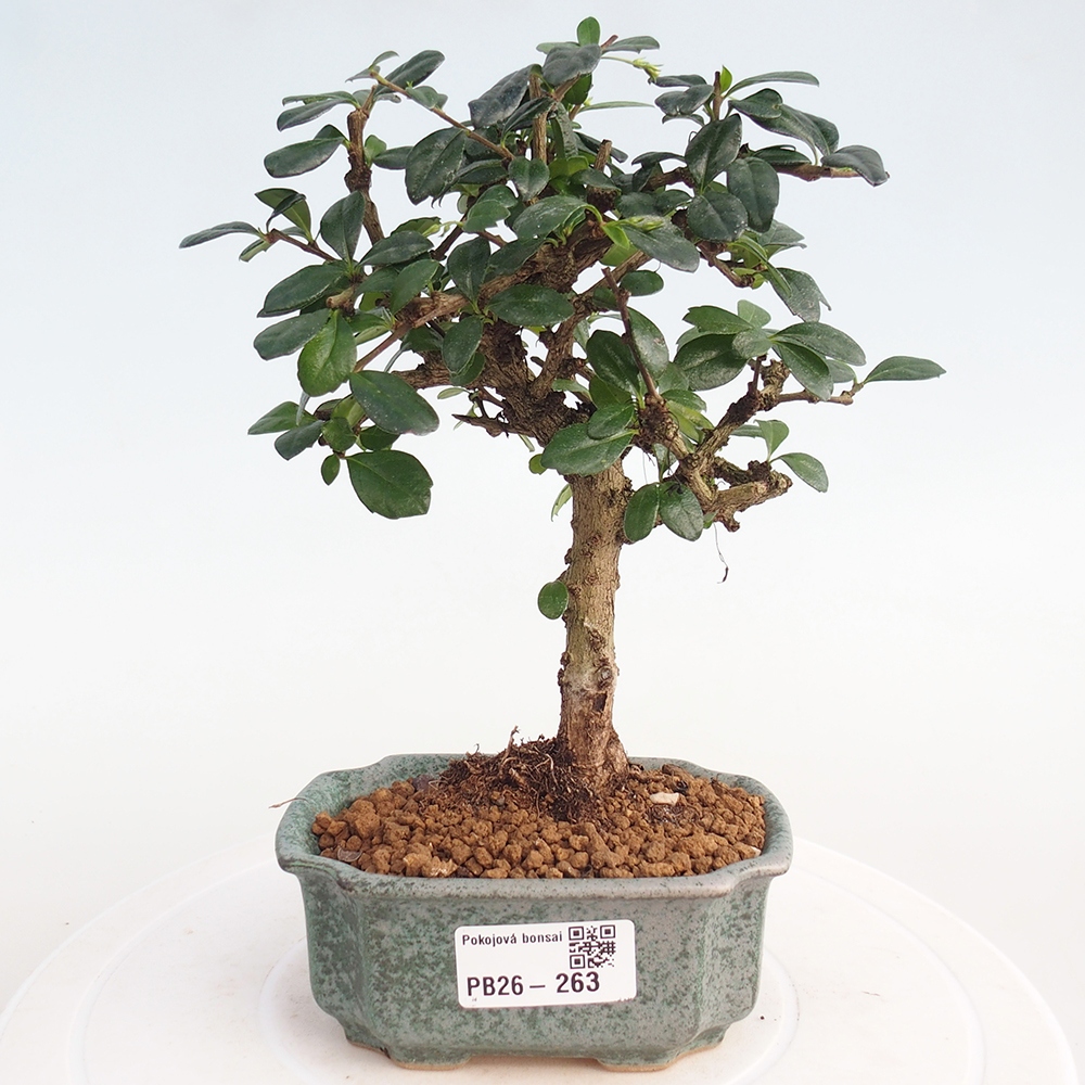 Room bonsai - Carmona macrophylla - Tea fuki