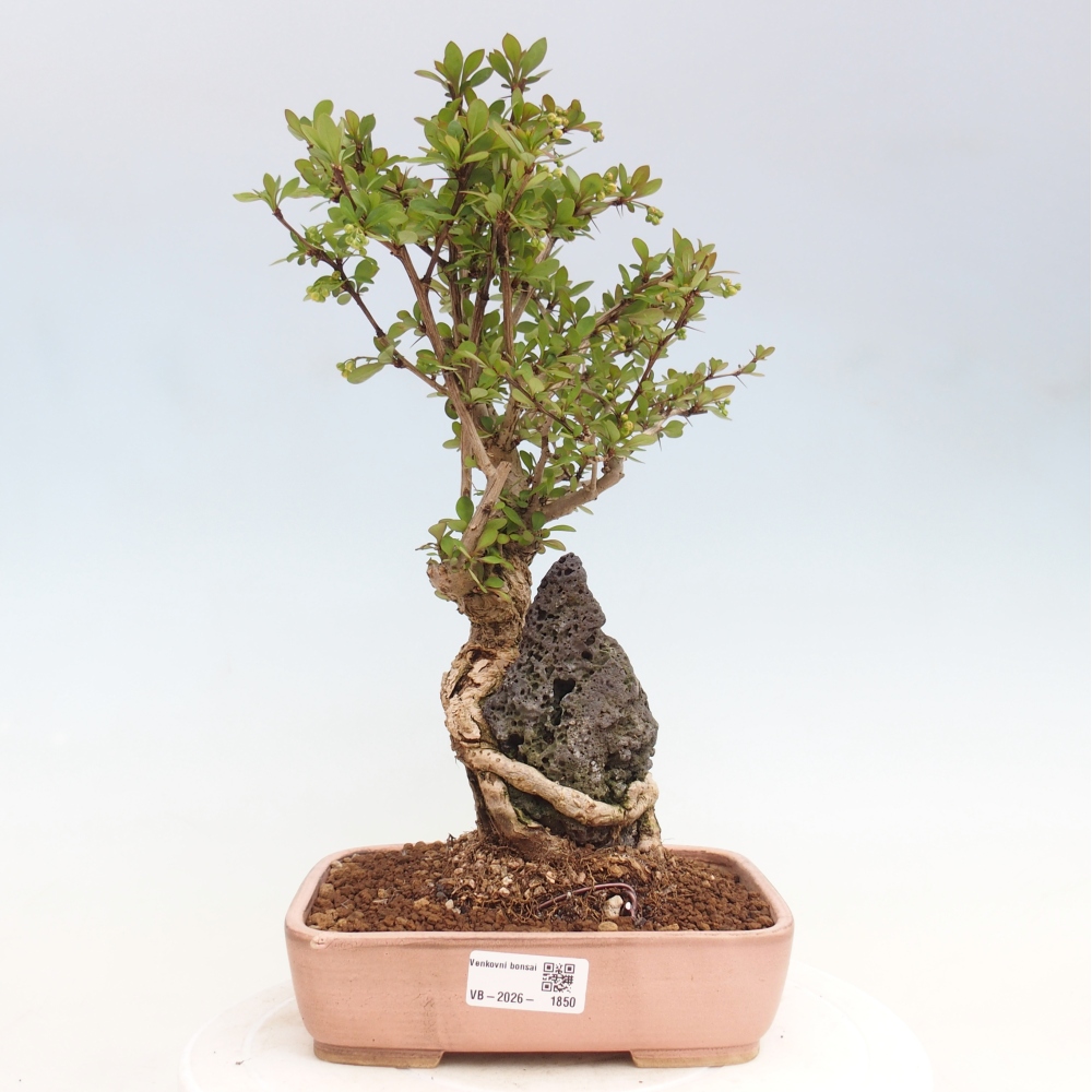 Outdoor bonsai - Berberis coreana
