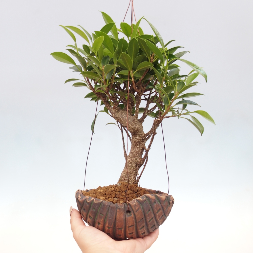Kokedama in ceramic - small-leaved ficus - Ficus kimmen
