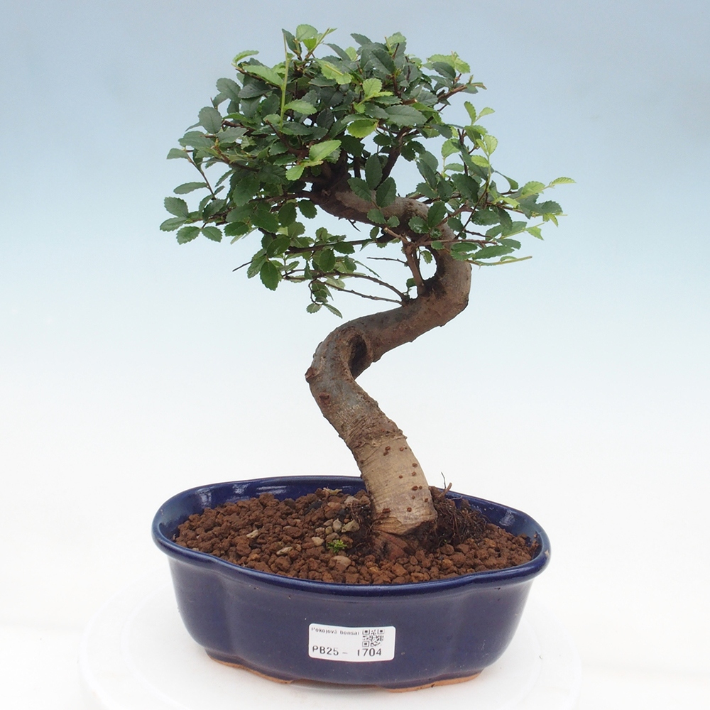 Room Malolistý elm bonsai