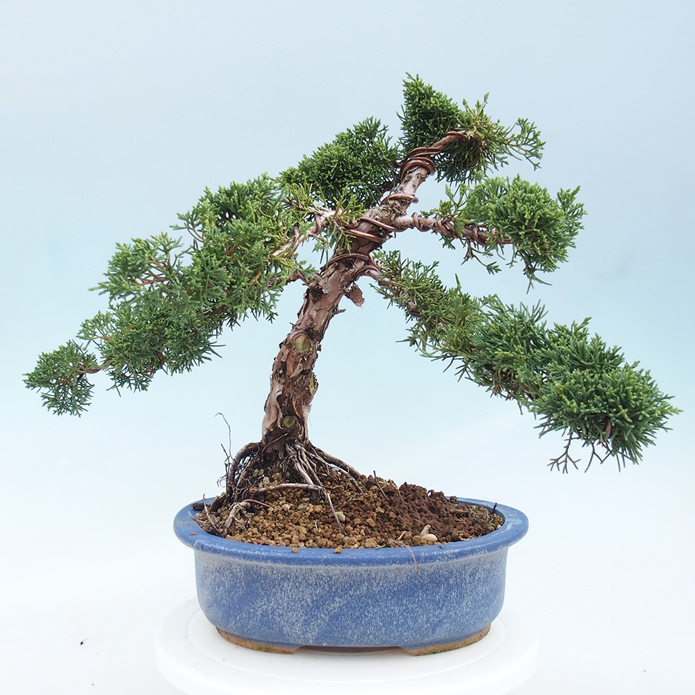 Outdoor bonsai - Juniperus chinensis Kishu - Chinese juniper