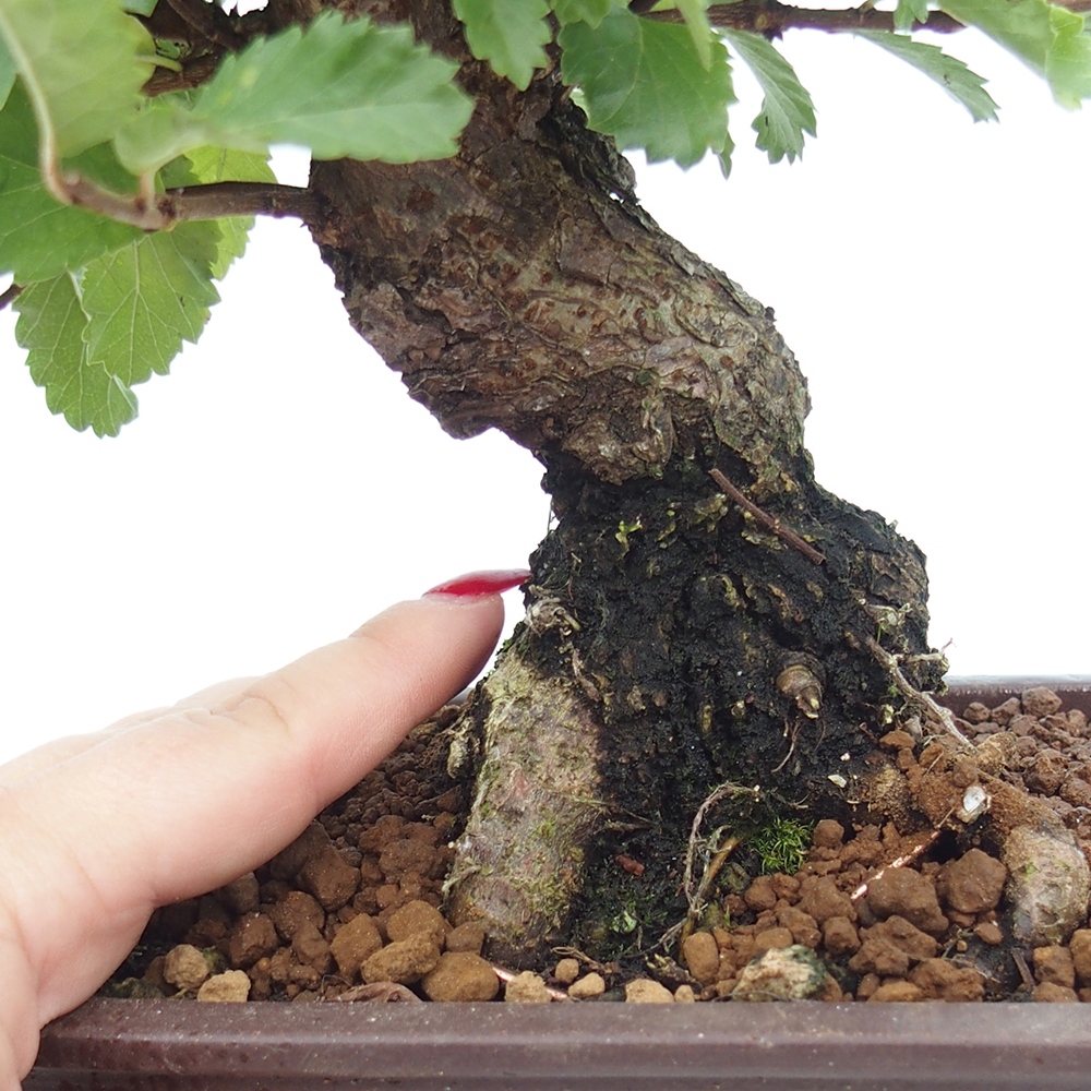 Outdoor bonsai - Zelkova - Zelkova NIRE