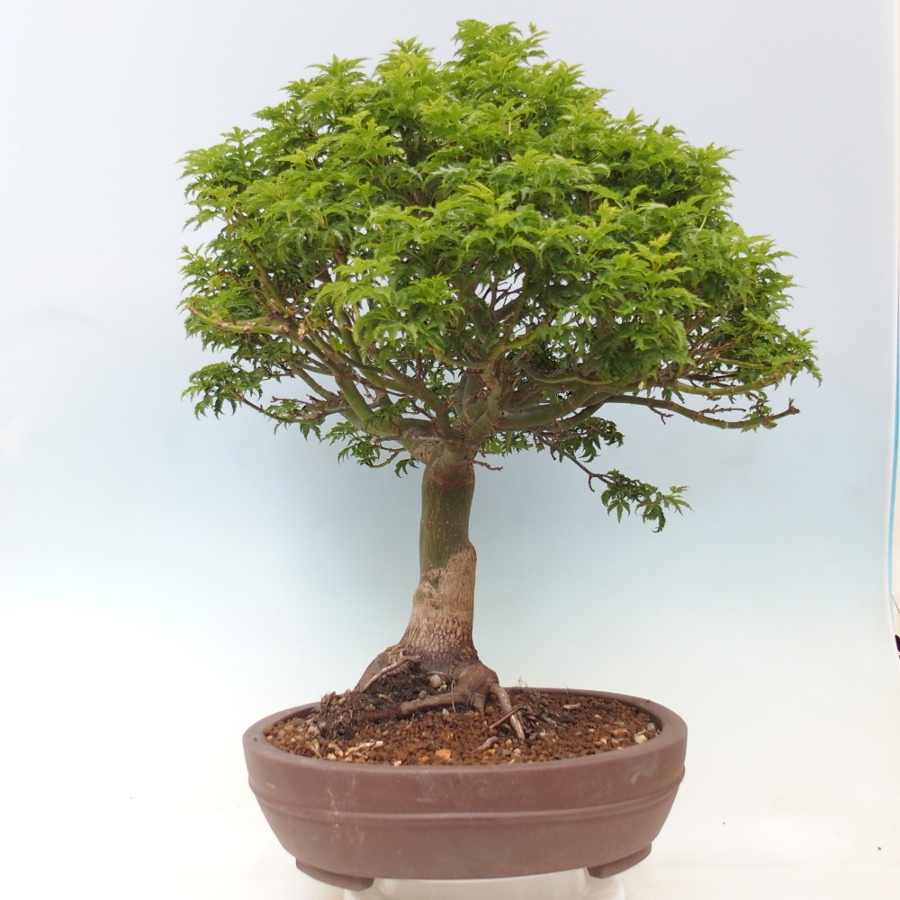 Outdoor bonsai -Javor palm Acer palmatum Shishigashira