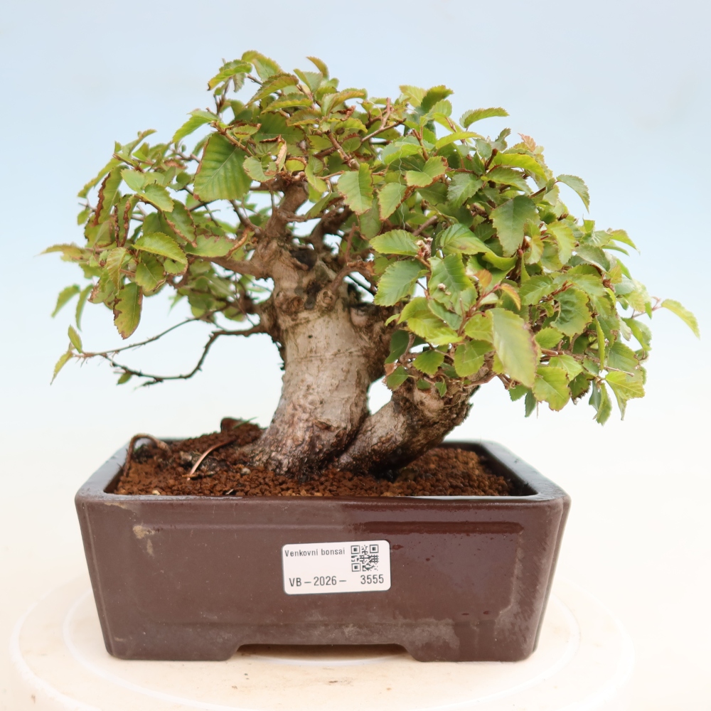 Outdoor bonsai -Carpinus CARPINOIDES - Korean Hornbeam
