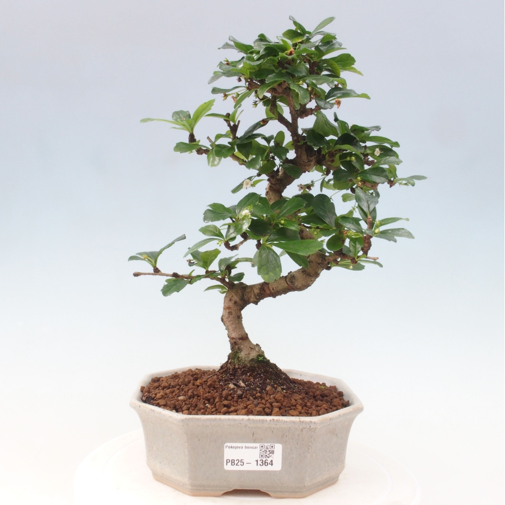 Room bonsai - Carmona macrophylla - Tea fuki