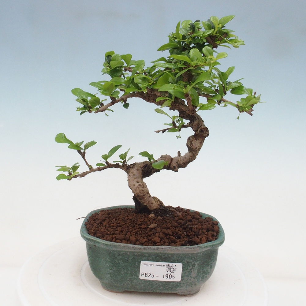Indoor bonsai - Carmona macrophylla - Fuki tea