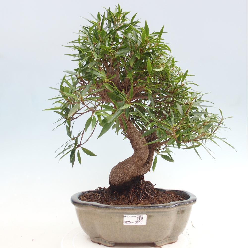 Room bonsai - Ficus nerifolia - small-leaved ficus