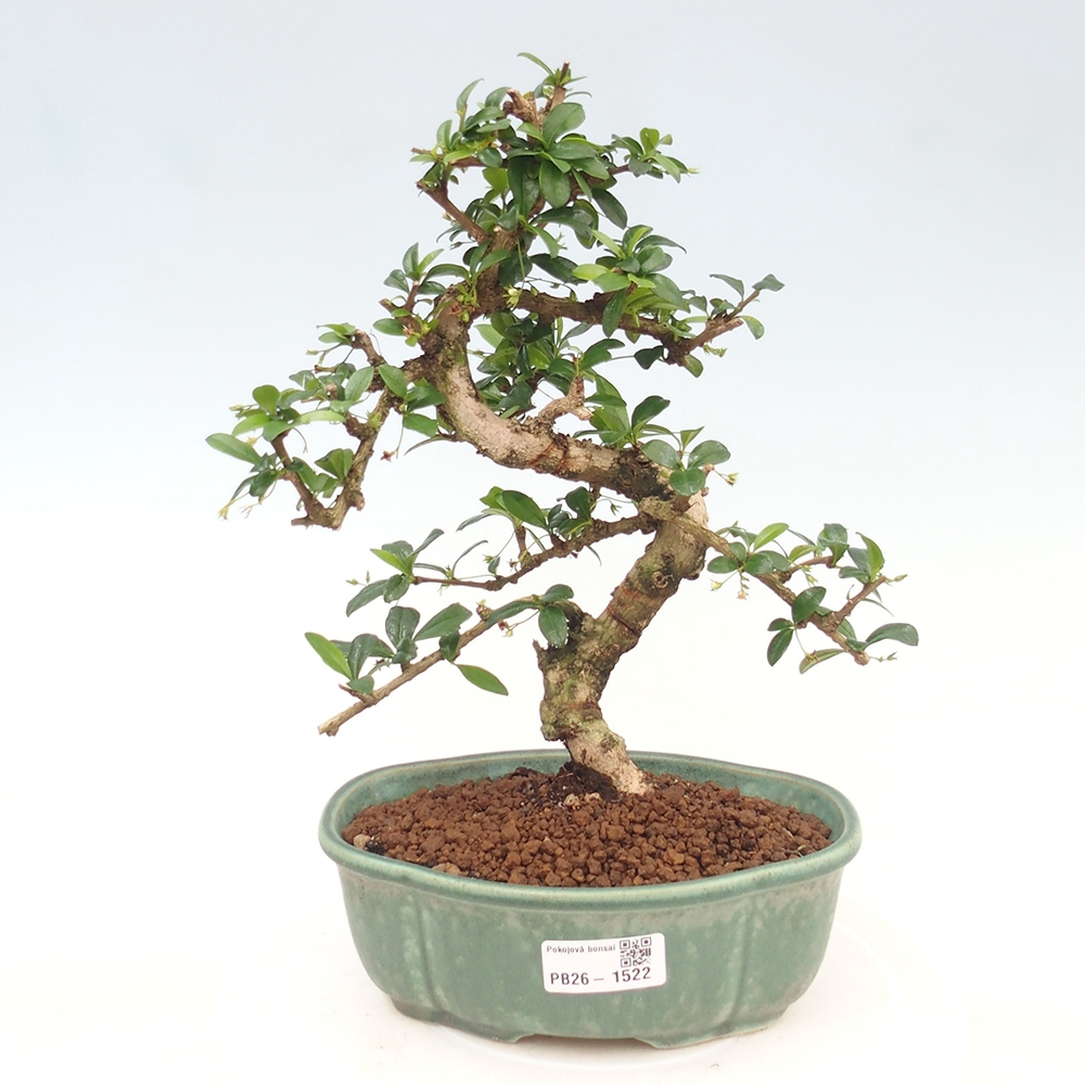 Room bonsai - Carmona macrophylla - Tea fuki