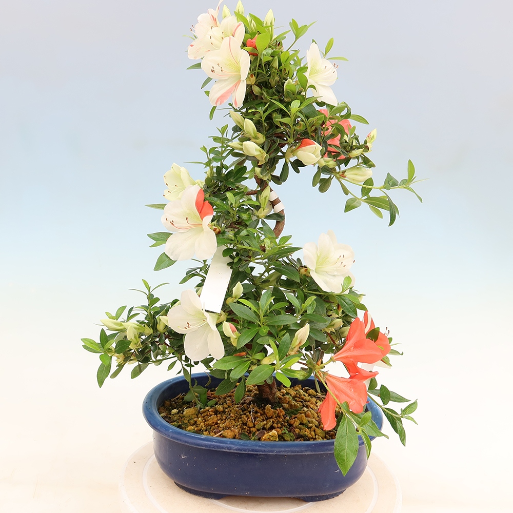 Outdoor bonsai - Japanese azalea - Azalea Asahi-no-izumi