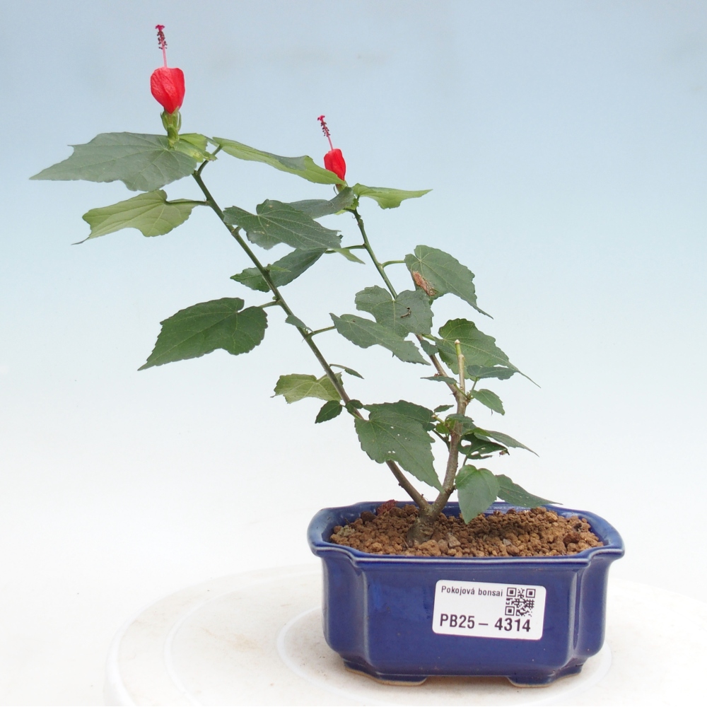 Indoor bonsai - Malvaviscus arboreus