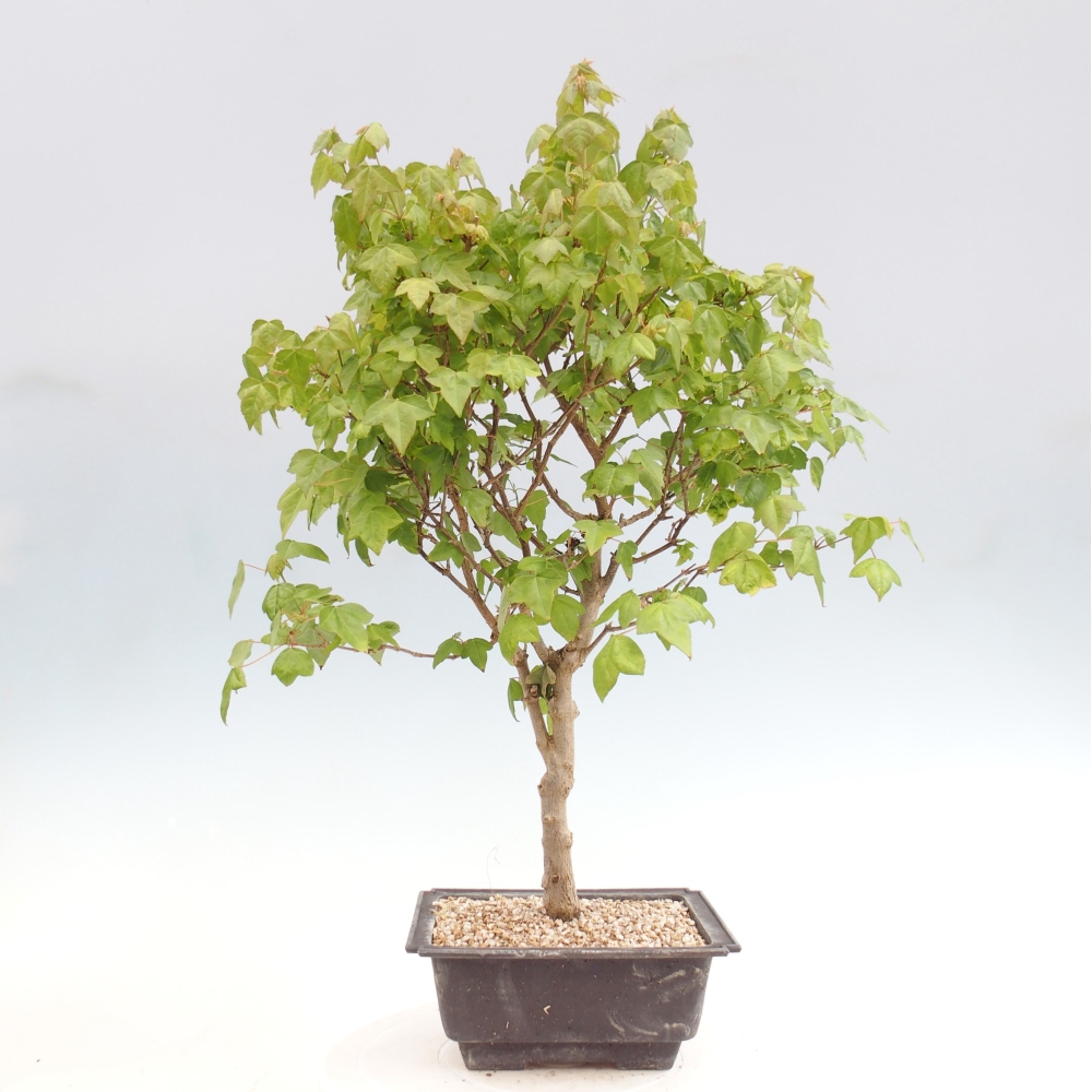 Outdoor bonsai - Acer Buergerianum - Burger Maple