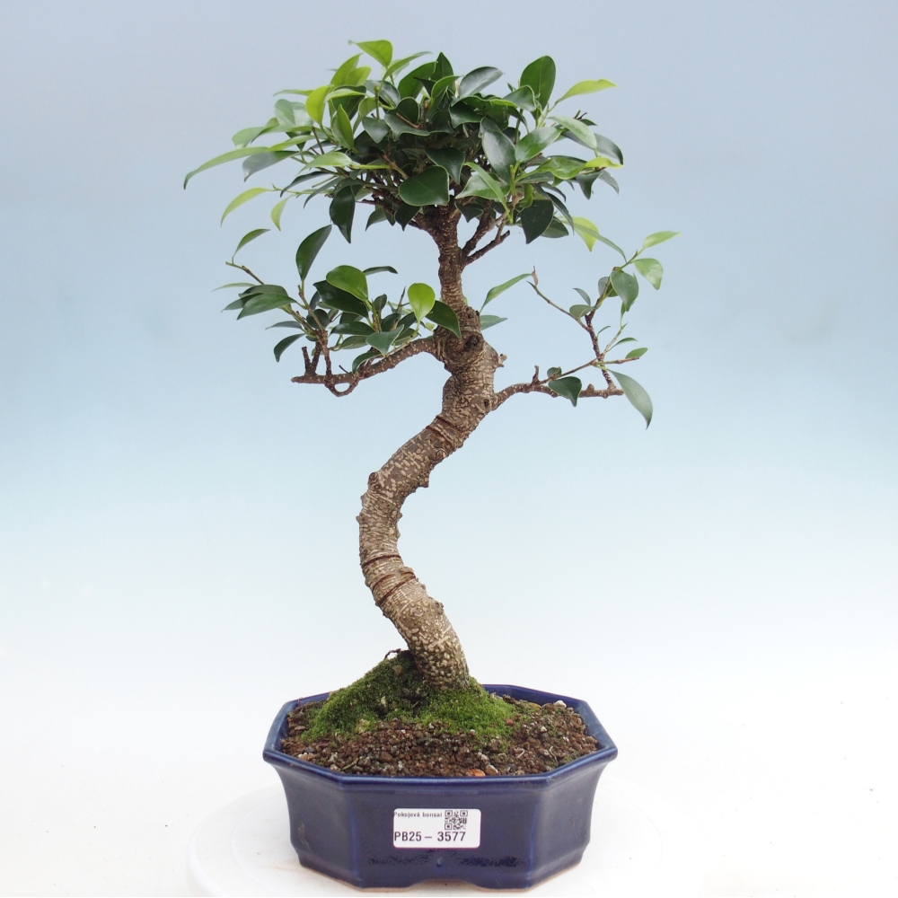 Room bonsai - Ficus retusa - small-leaved ficus