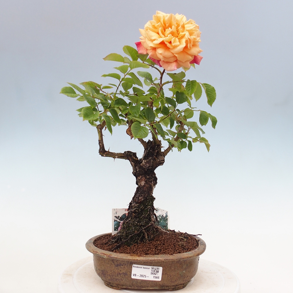 Outdoor bonsai - Rosa Kordes -  rose