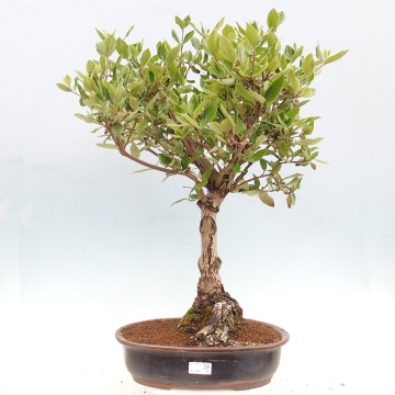 judasbaum bonsai anzucht Chinesischer Judasbaum - Cercis chinensis main image 1