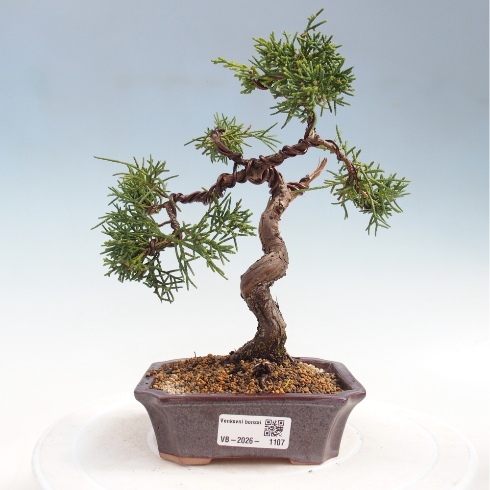 Outdoor bonsai - Juniperus chinensis Kishu