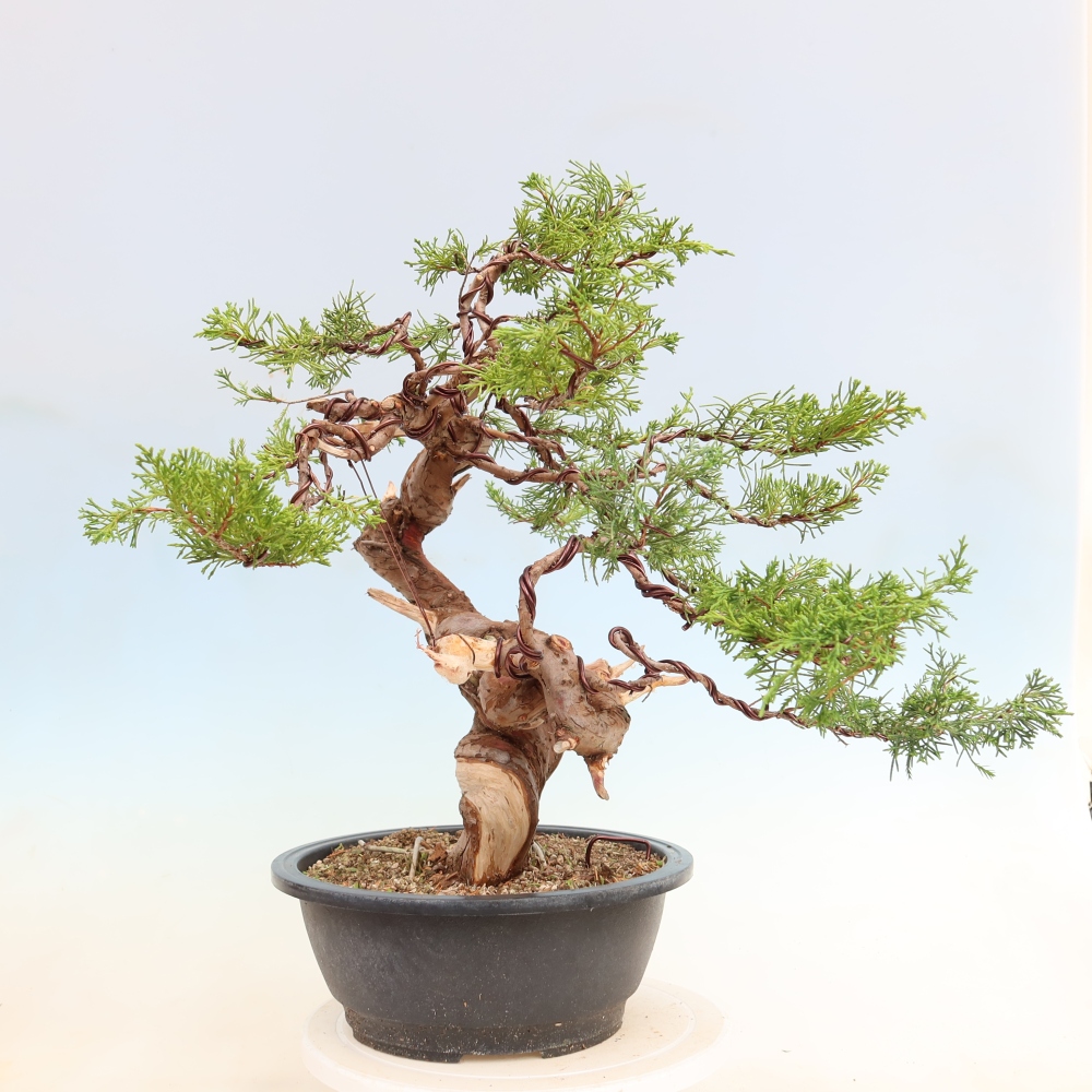 Outdoor Bonsai - Juniperus chinensis Itoigawa - Chinese Juniper
