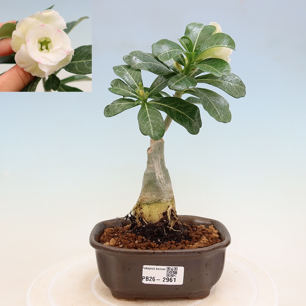 Indoor Bonsai - Adenium obesum, grafted V.F.S.407  - Desert Rose