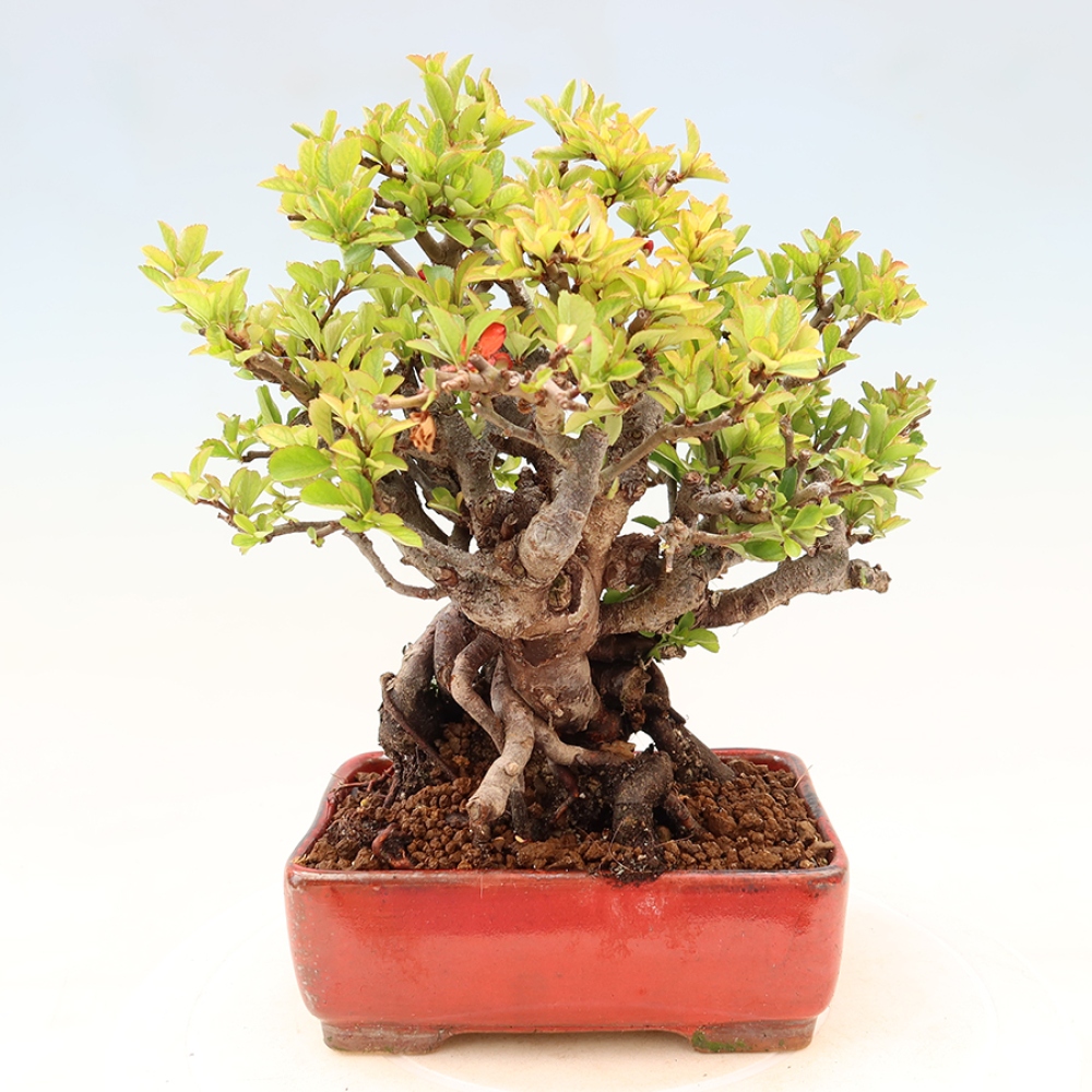 Outdoor bonsai - Chaneomeles speciosa Chojubai