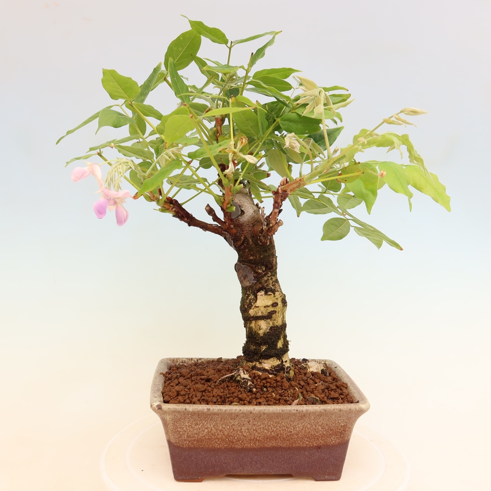 Outdoor bonsai - Wisteria floribunda
