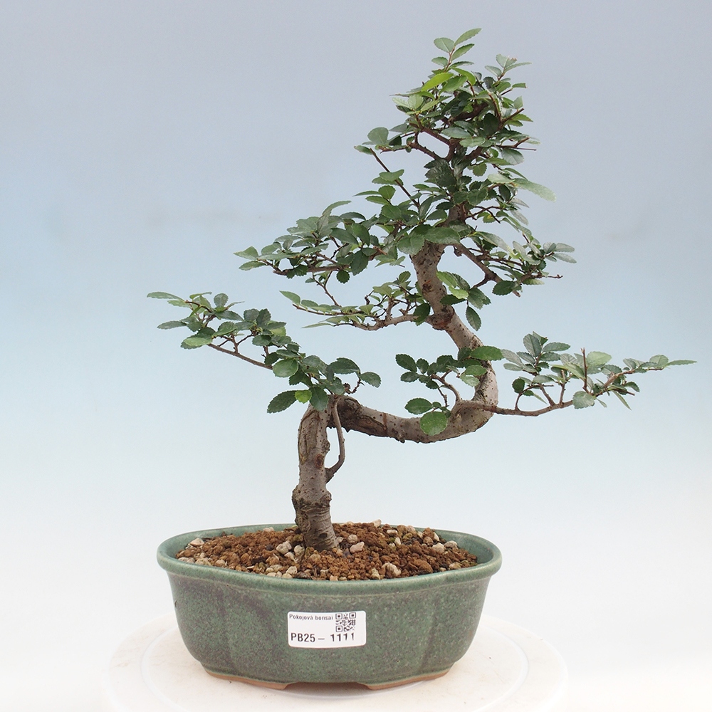 Indoor bonsai - Ulmus parvifolia - Small-leaved elm