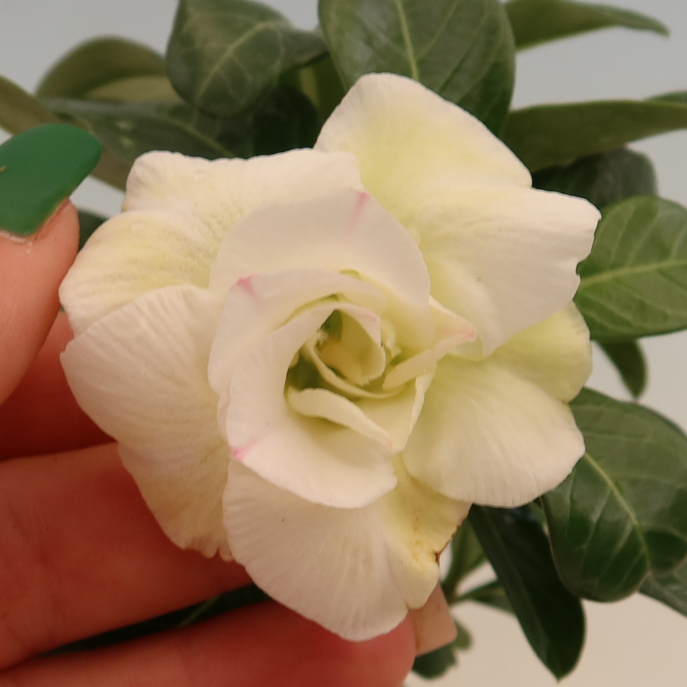Indoor Bonsai - Adenium obesum, grafted V.F.S.407  - Desert Rose