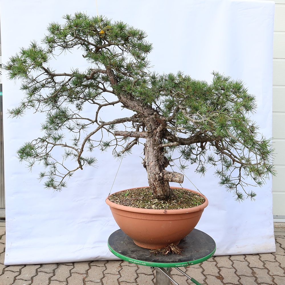 Pinus sylvestris Spain - Scots pine