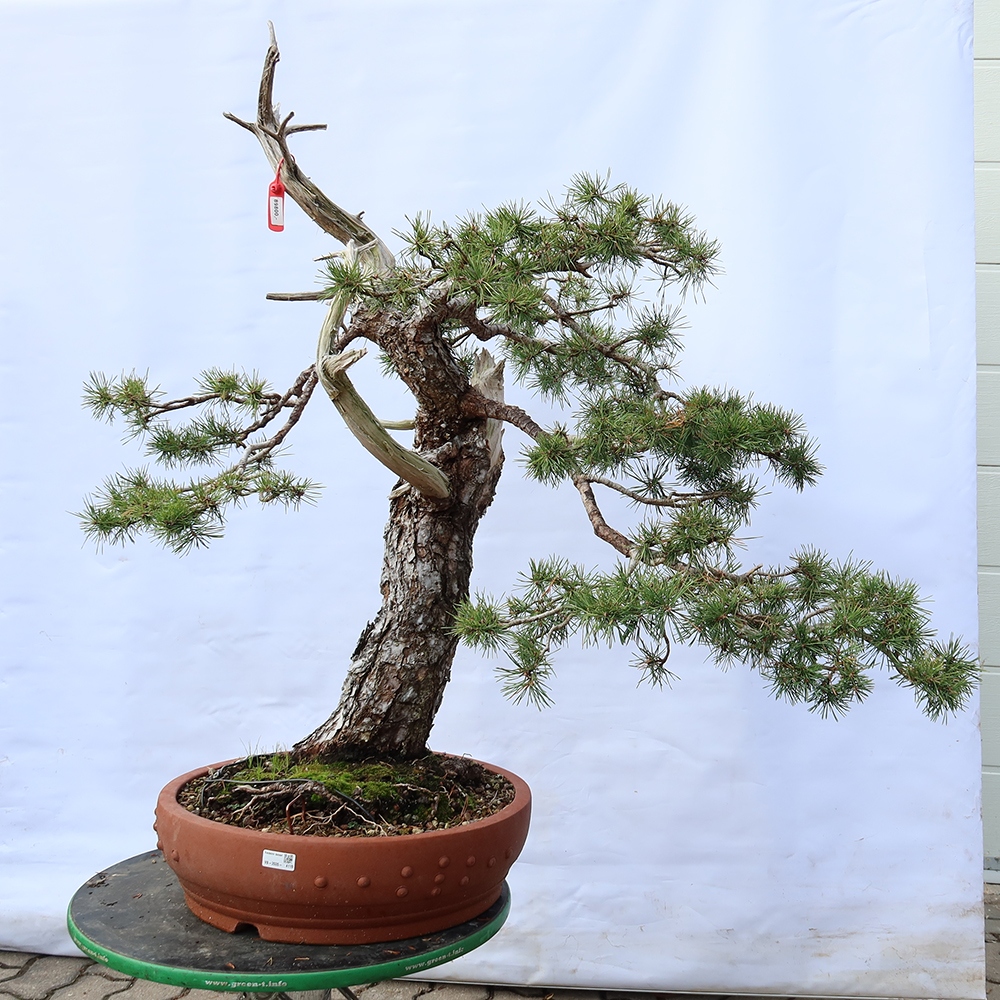 Pinus sylvestris Spain - Scots pine