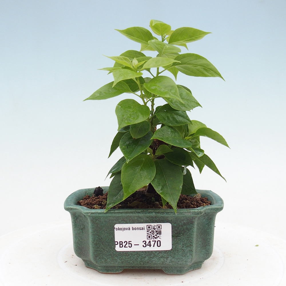 Room bonsai - Bouganwilea