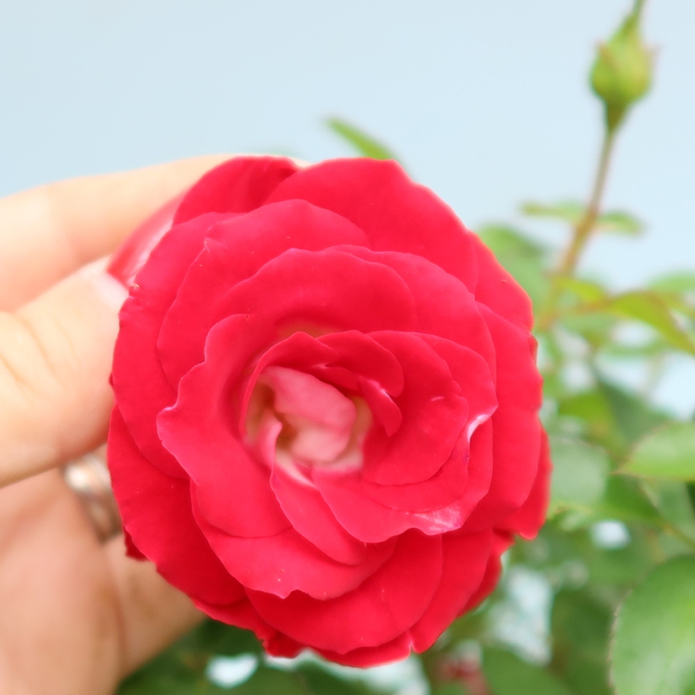 Outdoor Bonsai - Rosa Kordes - Rose