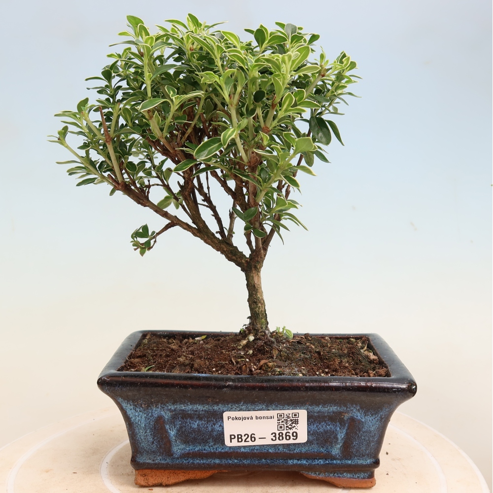 Indoor Bonsai - Serissa foetida Variegata - Tree of a Thousand Stars