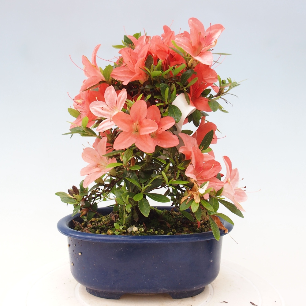 Outdoor bonsai - Japanese azalea - Azalea Nikko