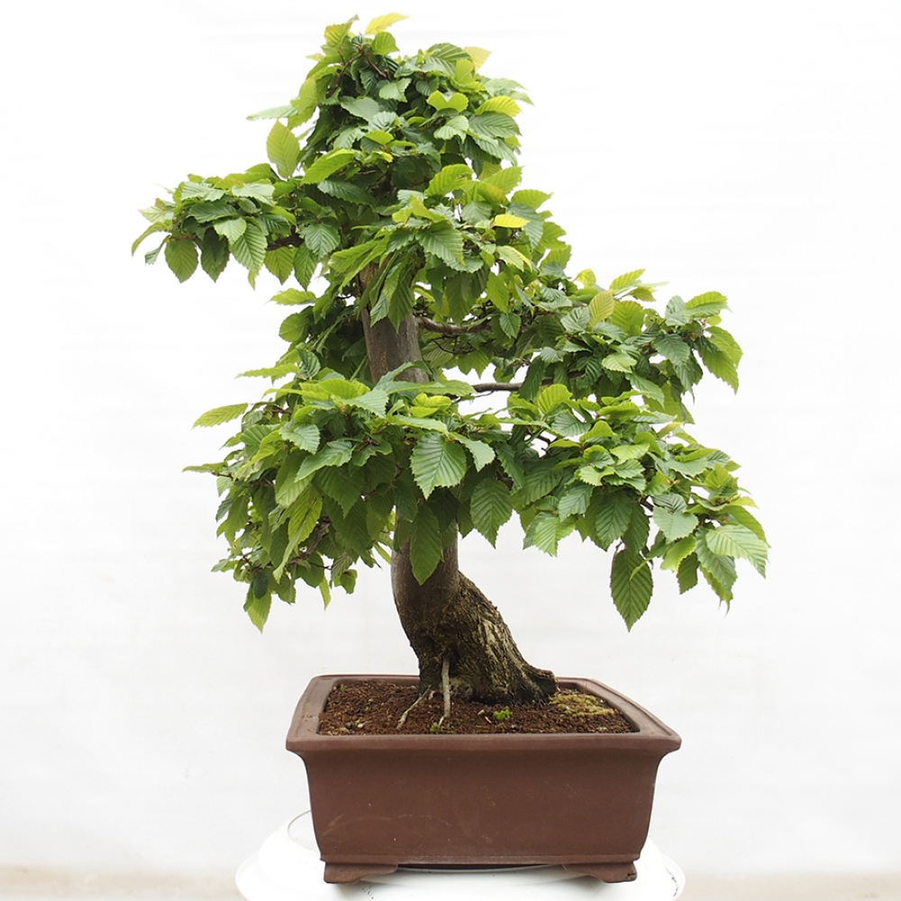 Outdoor bonsai - Hornbeam - Carpinus betulus