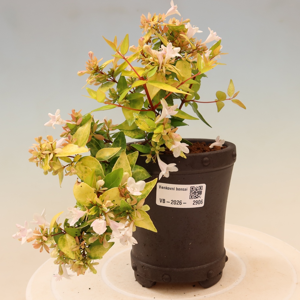 Outdoor Bonsai - Abelia 'Kleidoscope' - Large-flowered Abelia