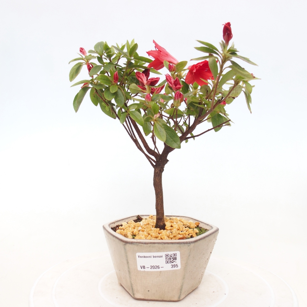 Outdoor bonsai - Japanese azalea - Azalea sp.