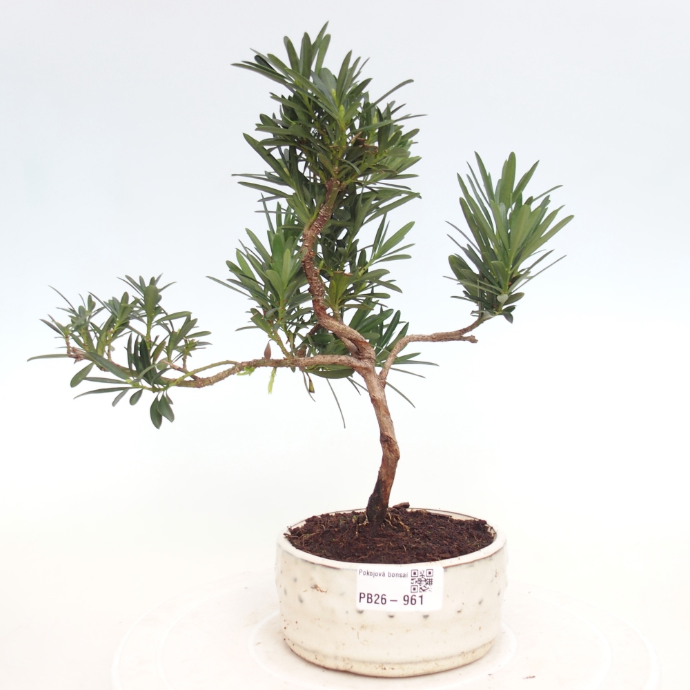 Room bonsai - Podocarpus - Stone Yew