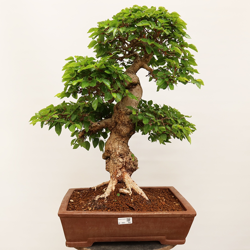Outdoor bonsai - Carpinus Coreana - Korean hornbeam