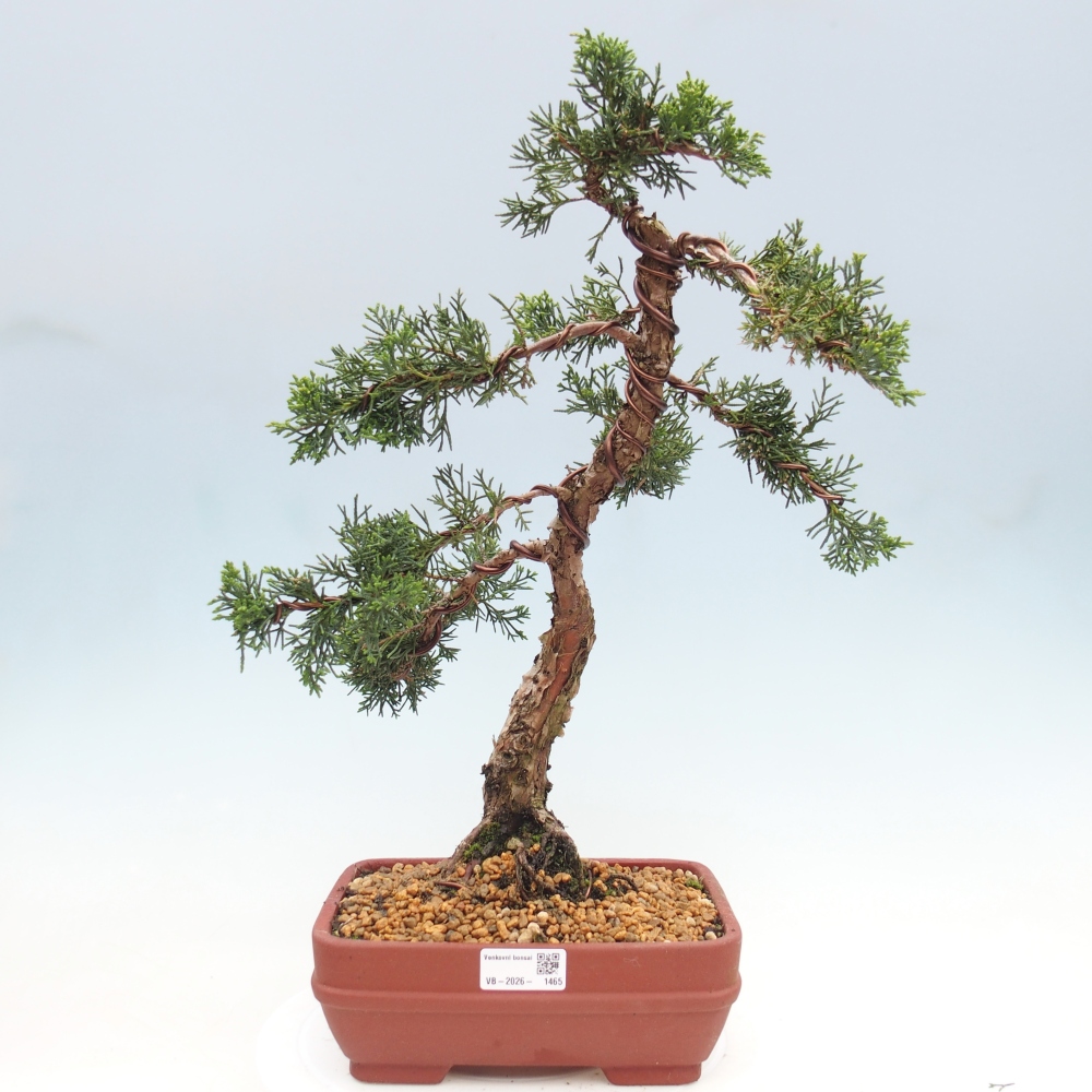 Outdoor bonsai - Juniperus chinensis Kishu