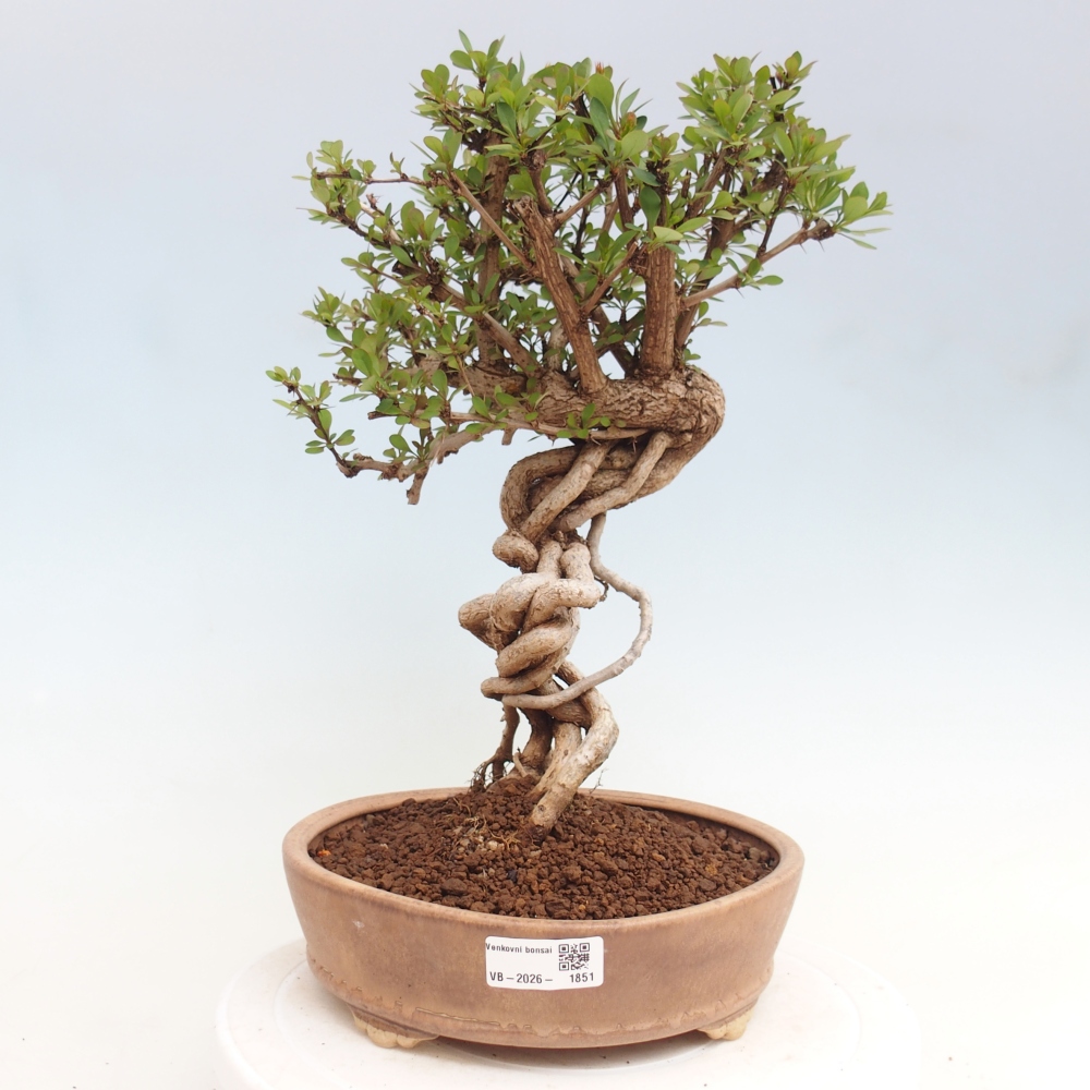 Outdoor bonsai - Berberis coreana