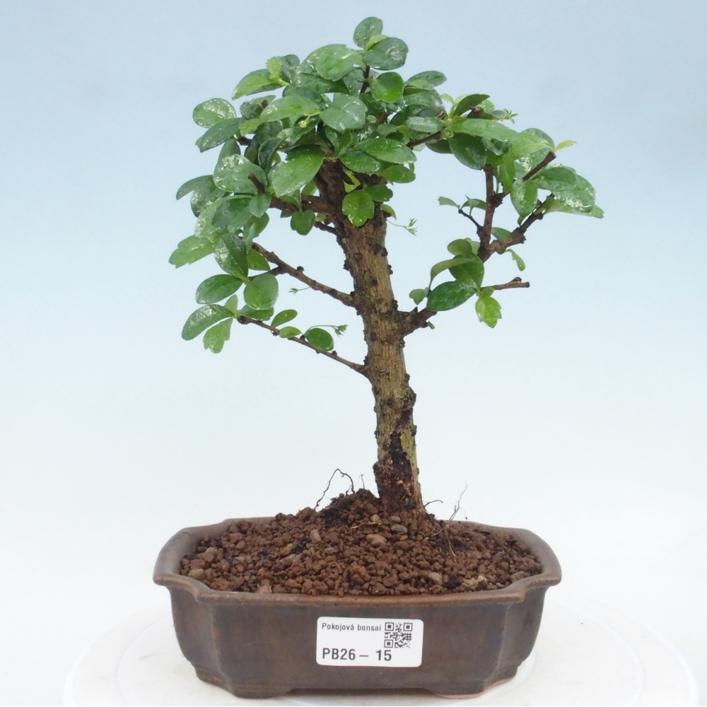Room bonsai - Carmona macrophylla - Tea fuki