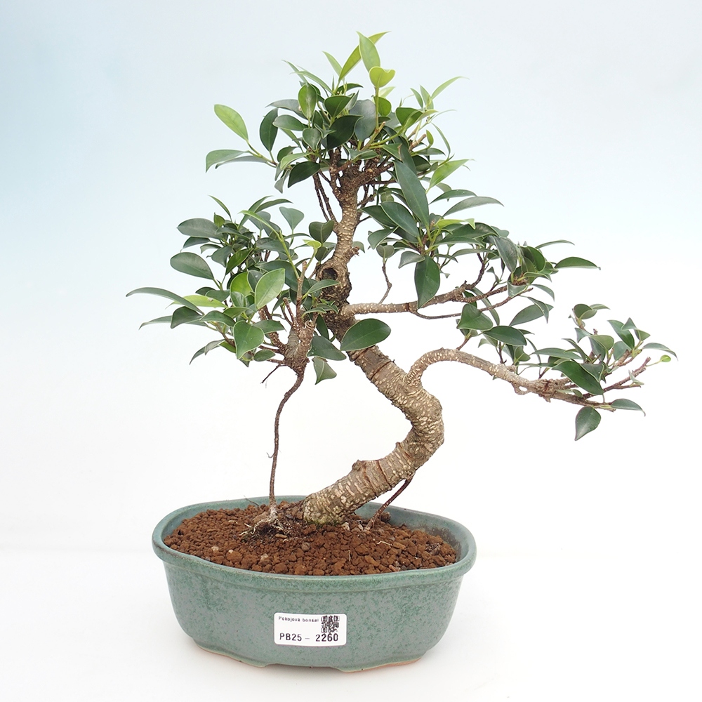Indoor bonsai - Ficus retusa - small ficus