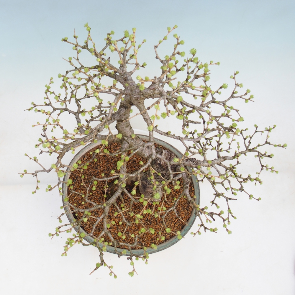 Outdoor bonsai -Larix decidua - Larch