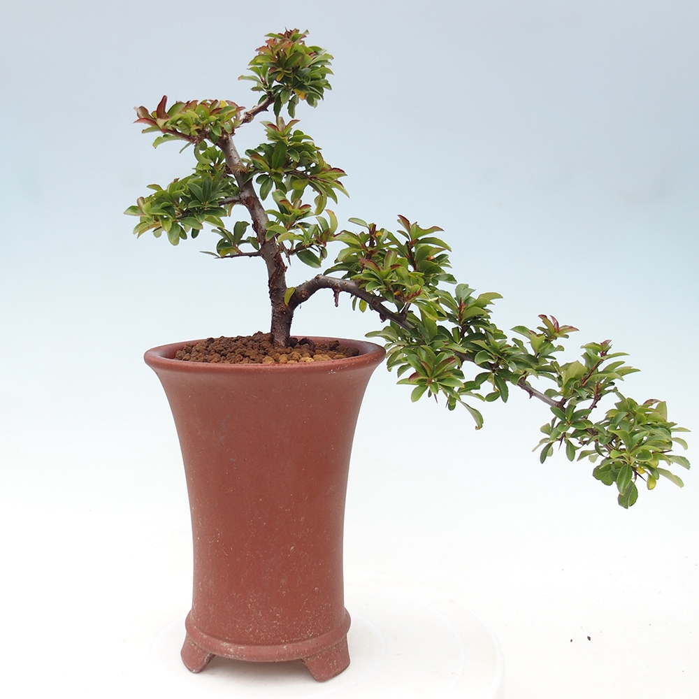 Outdoor bonsai-Pyracantha Teton -Hlox
