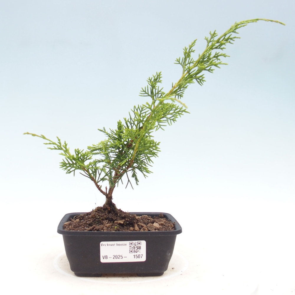 Outdoor bonsai - Juniperus chinensis Itoigawa - Chinese juniper