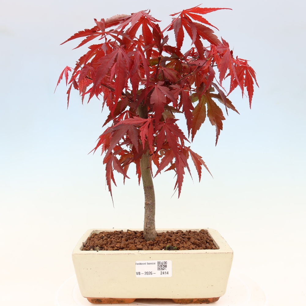 Outdoor bonsai - Acer palm. Atropurpureum-Javor palmate